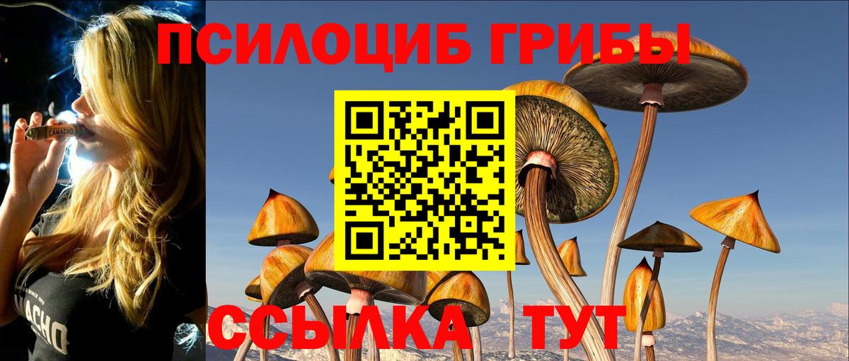 где найти   Мытищи  Псилоцибиновые грибы Cubensis 